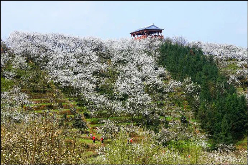 【春天，广西桂林灌阳县向您发出邀请！】我们在灌阳看梨花 - 游山玩水 - 阜阳生活社区 - 阜阳28生活网 fy.28life.net