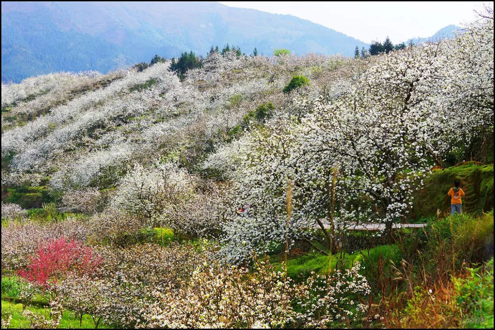 【春天，广西桂林灌阳县向您发出邀请！】我们在灌阳看梨花 - 游山玩水 - 阜阳生活社区 - 阜阳28生活网 fy.28life.net