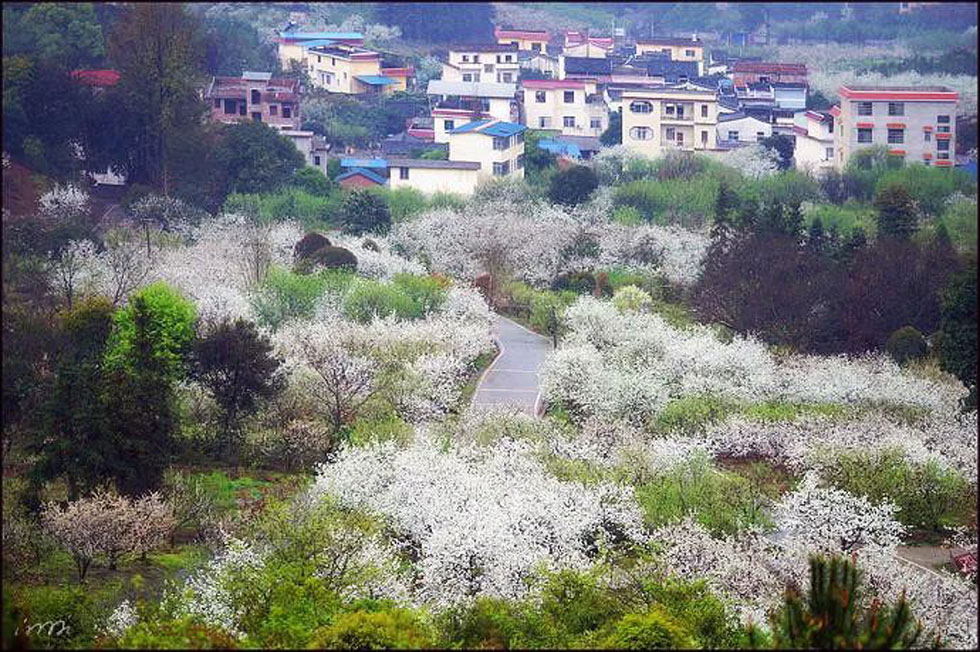 【春天，广西桂林灌阳县向您发出邀请！】我们在灌阳看梨花 - 游山玩水 - 阜阳生活社区 - 阜阳28生活网 fy.28life.net