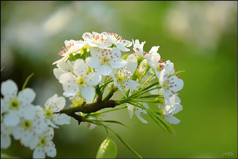 【春天，广西桂林灌阳县向您发出邀请！】我们在灌阳看梨花 - 游山玩水 - 阜阳生活社区 - 阜阳28生活网 fy.28life.net