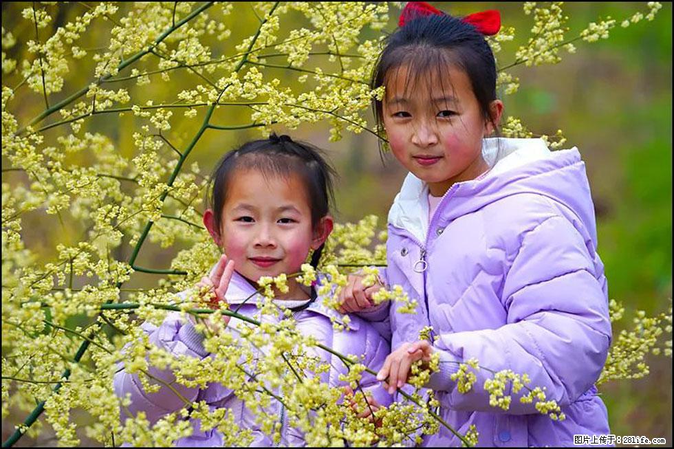 【春天，广西桂林灌阳县向您发出邀请！】米珠山前有片山苍子花在飘香 - 游山玩水 - 阜阳生活社区 - 阜阳28生活网 fy.28life.net