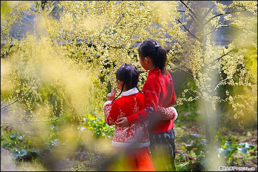 【春天，广西桂林灌阳县向您发出邀请！】米珠山前有片山苍子花在飘香 - 游山玩水 - 阜阳生活社区 - 阜阳28生活网 fy.28life.net
