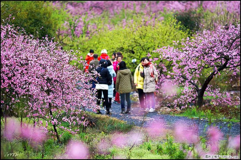 【春天，广西桂林灌阳县向您发出邀请！】官庄村有个醉美的桃花园 - 游山玩水 - 阜阳生活社区 - 阜阳28生活网 fy.28life.net