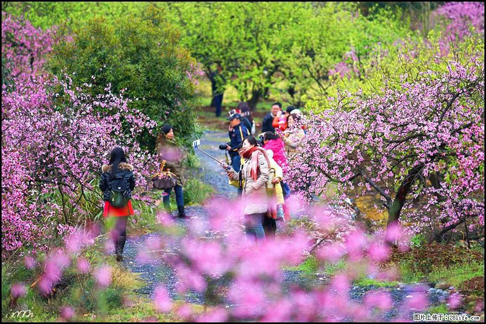 【春天，广西桂林灌阳县向您发出邀请！】官庄村有个醉美的桃花园 - 游山玩水 - 阜阳生活社区 - 阜阳28生活网 fy.28life.net