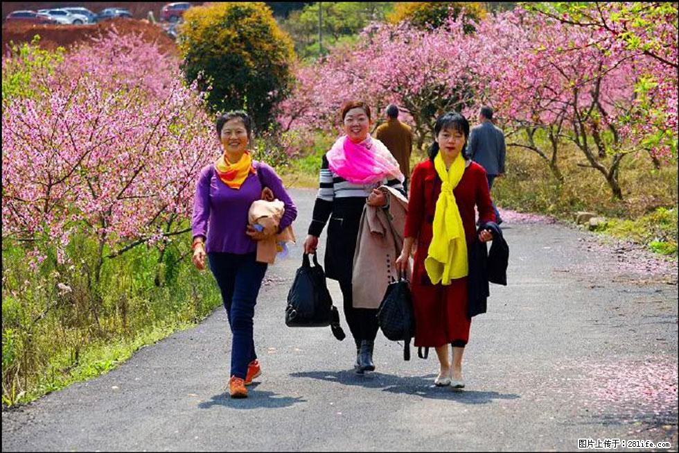 【春天，广西桂林灌阳县向您发出邀请！】官庄村有个醉美的桃花园 - 游山玩水 - 阜阳生活社区 - 阜阳28生活网 fy.28life.net