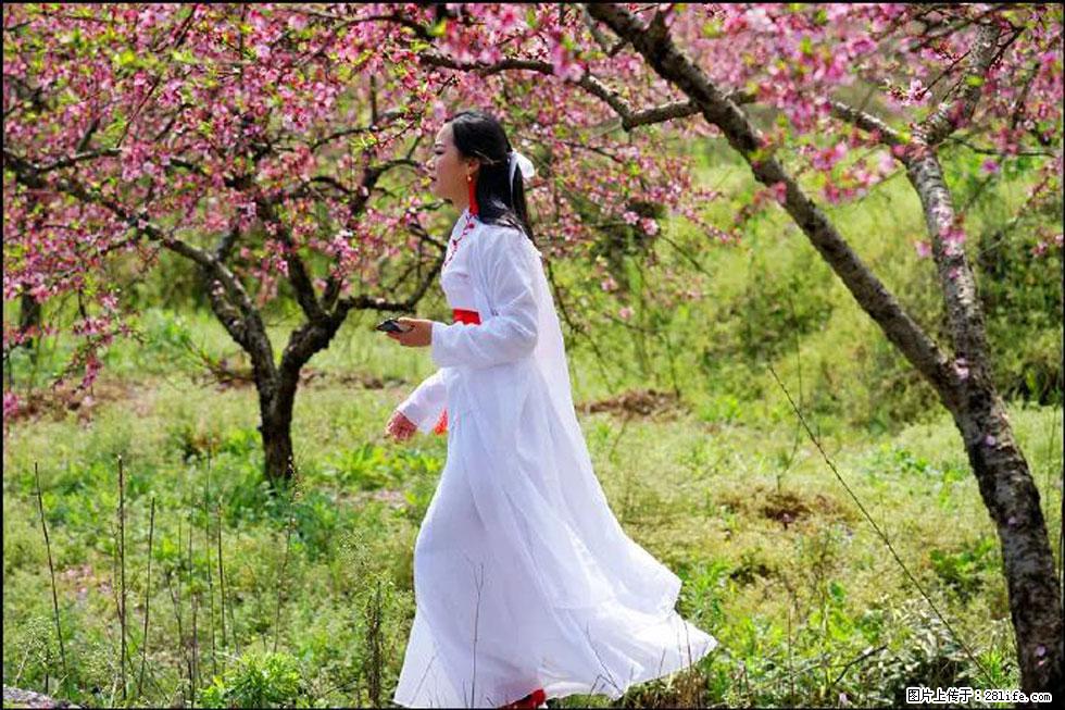 【春天，广西桂林灌阳县向您发出邀请！】官庄村有个醉美的桃花园 - 游山玩水 - 阜阳生活社区 - 阜阳28生活网 fy.28life.net