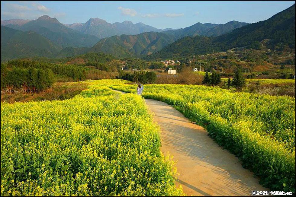 【春天，广西桂林灌阳县向您发出邀请！】长坪村油菜盛情花开 - 游山玩水 - 阜阳生活社区 - 阜阳28生活网 fy.28life.net