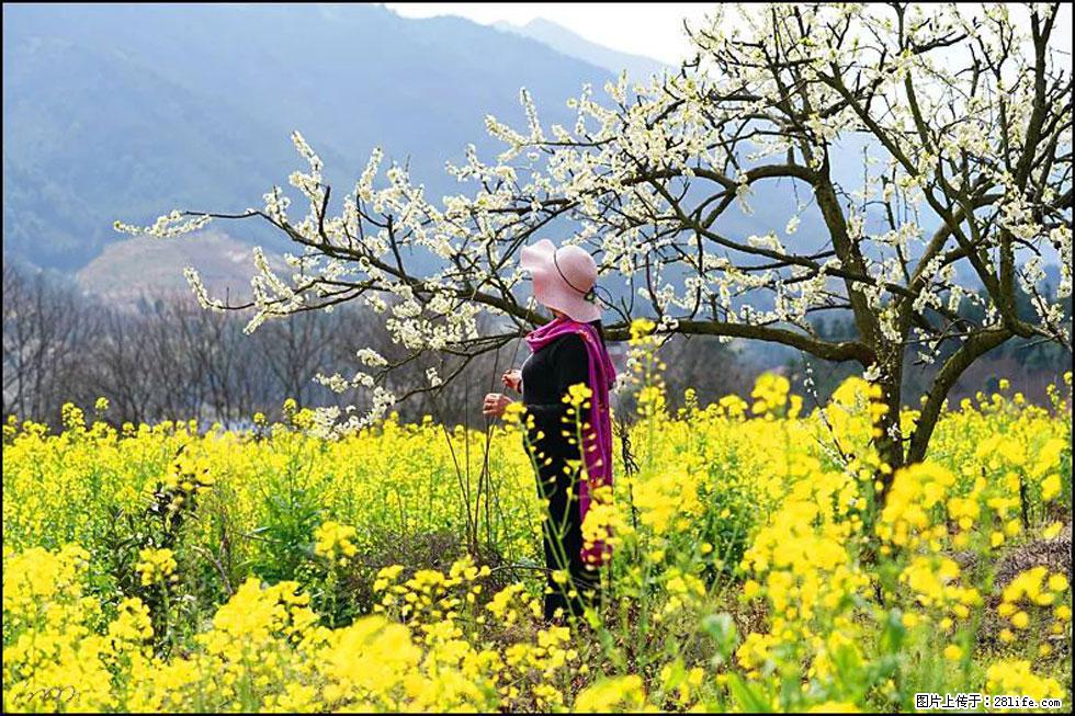【春天，广西桂林灌阳县向您发出邀请！】长坪村油菜盛情花开 - 游山玩水 - 阜阳生活社区 - 阜阳28生活网 fy.28life.net