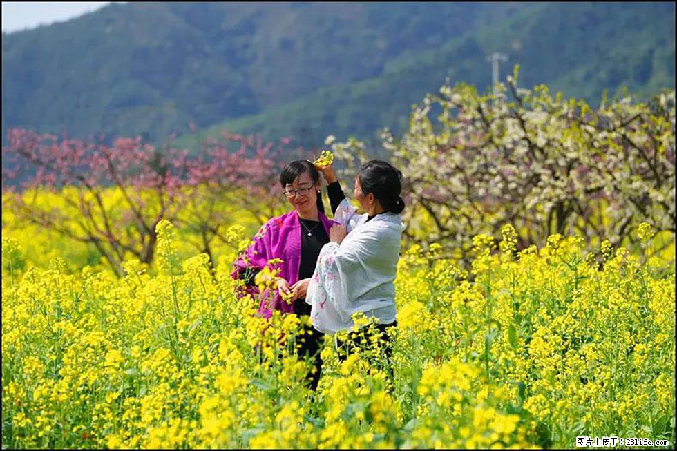 【春天，广西桂林灌阳县向您发出邀请！】长坪村油菜盛情花开 - 游山玩水 - 阜阳生活社区 - 阜阳28生活网 fy.28life.net