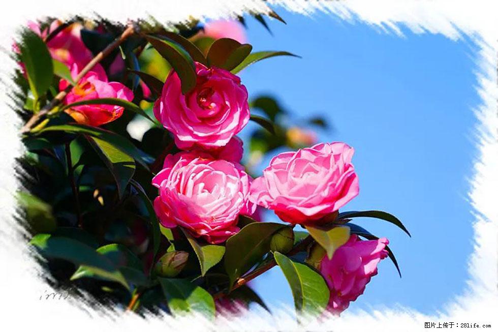 【春天，广西桂林灌阳县向您发出邀请！】杨柳井茶花惹人爱 - 游山玩水 - 阜阳生活社区 - 阜阳28生活网 fy.28life.net