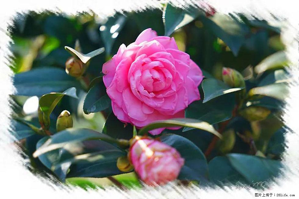 【春天，广西桂林灌阳县向您发出邀请！】杨柳井茶花惹人爱 - 游山玩水 - 阜阳生活社区 - 阜阳28生活网 fy.28life.net