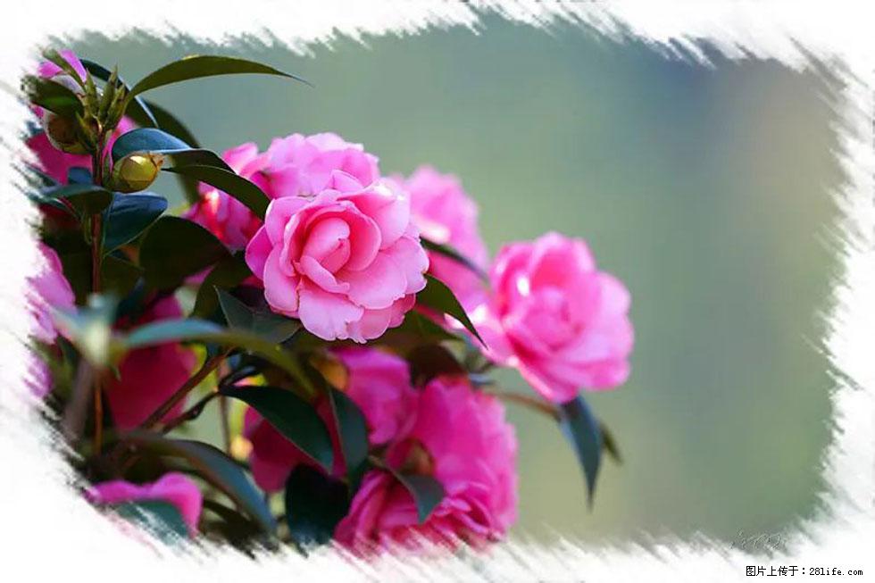 【春天，广西桂林灌阳县向您发出邀请！】杨柳井茶花惹人爱 - 游山玩水 - 阜阳生活社区 - 阜阳28生活网 fy.28life.net