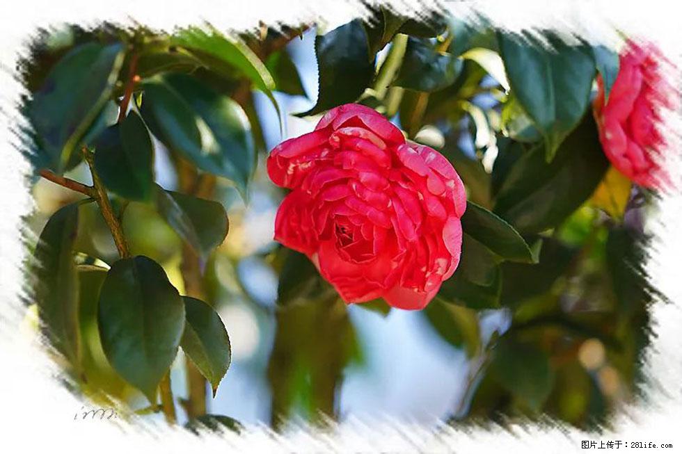 【春天，广西桂林灌阳县向您发出邀请！】杨柳井茶花惹人爱 - 游山玩水 - 阜阳生活社区 - 阜阳28生活网 fy.28life.net