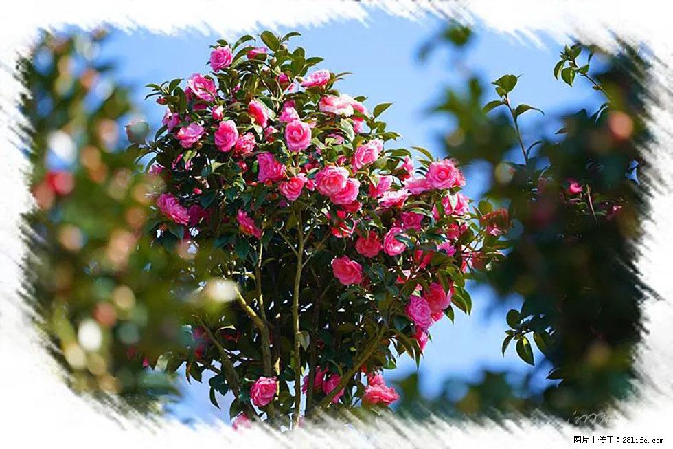 【春天，广西桂林灌阳县向您发出邀请！】杨柳井茶花惹人爱 - 游山玩水 - 阜阳生活社区 - 阜阳28生活网 fy.28life.net