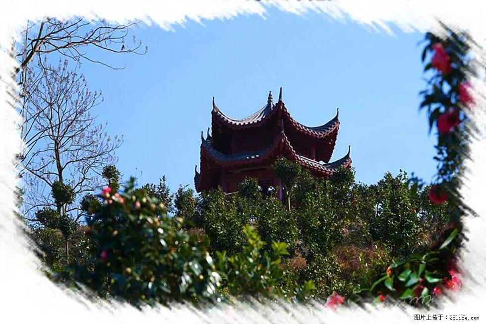 【春天，广西桂林灌阳县向您发出邀请！】杨柳井茶花惹人爱 - 游山玩水 - 阜阳生活社区 - 阜阳28生活网 fy.28life.net