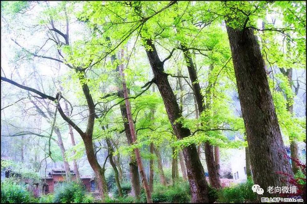 【春天，广西桂林灌阳县向您发出邀请！】在小龙村与春天约会 - 游山玩水 - 阜阳生活社区 - 阜阳28生活网 fy.28life.net