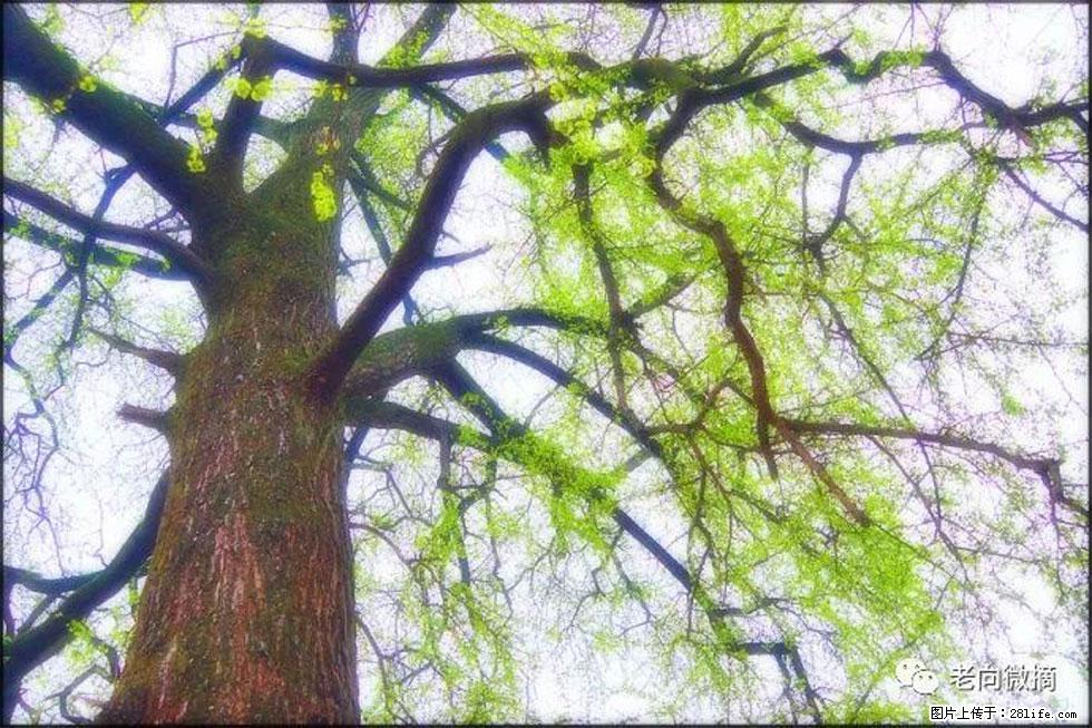 【春天，广西桂林灌阳县向您发出邀请！】在小龙村与春天约会 - 游山玩水 - 阜阳生活社区 - 阜阳28生活网 fy.28life.net