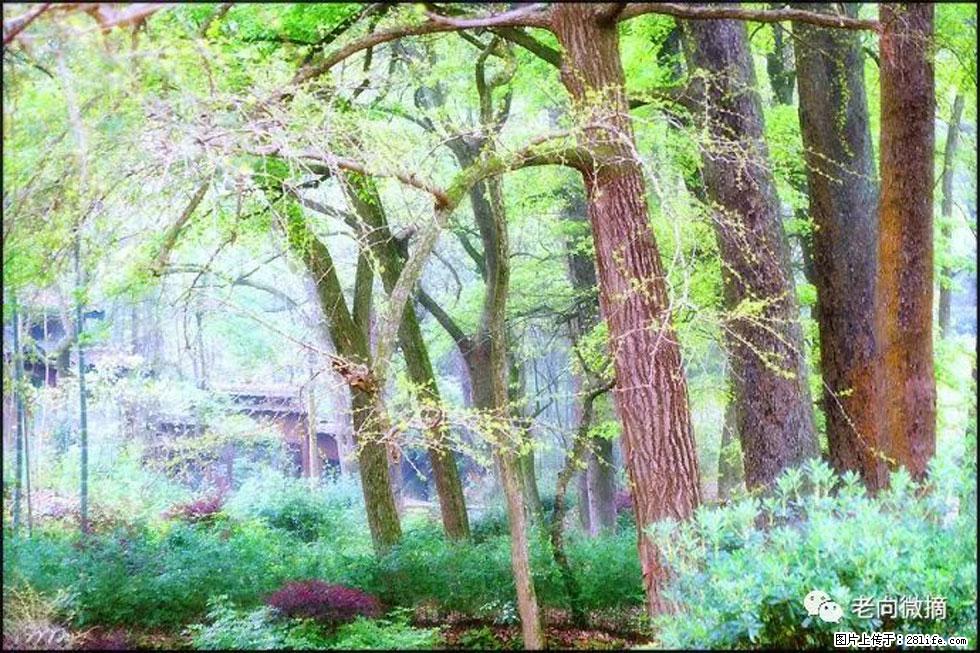 【春天，广西桂林灌阳县向您发出邀请！】在小龙村与春天约会 - 游山玩水 - 阜阳生活社区 - 阜阳28生活网 fy.28life.net