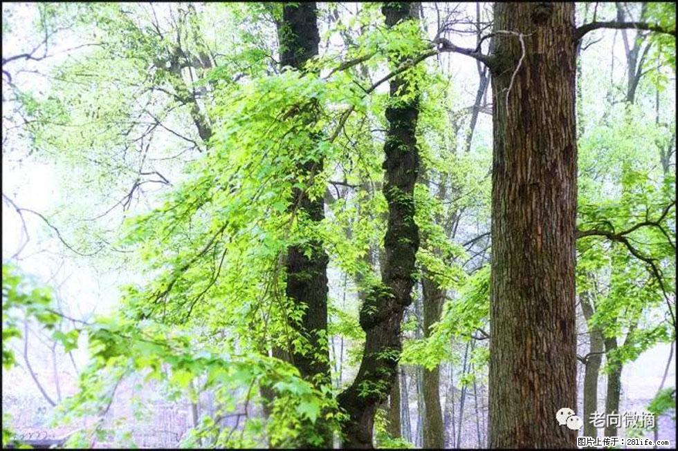 【春天，广西桂林灌阳县向您发出邀请！】在小龙村与春天约会 - 游山玩水 - 阜阳生活社区 - 阜阳28生活网 fy.28life.net
