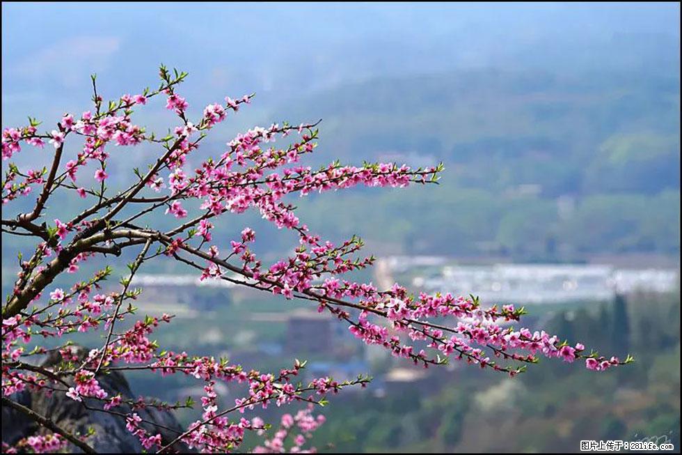【春天，广西桂林灌阳县向您发出邀请！】望月岭上桃花开 - 游山玩水 - 阜阳生活社区 - 阜阳28生活网 fy.28life.net