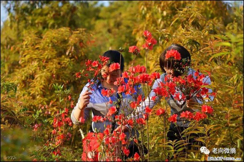 【春天，广西桂林灌阳县向您发出邀请！】登麒麟山，相约映山红 - 游山玩水 - 阜阳生活社区 - 阜阳28生活网 fy.28life.net