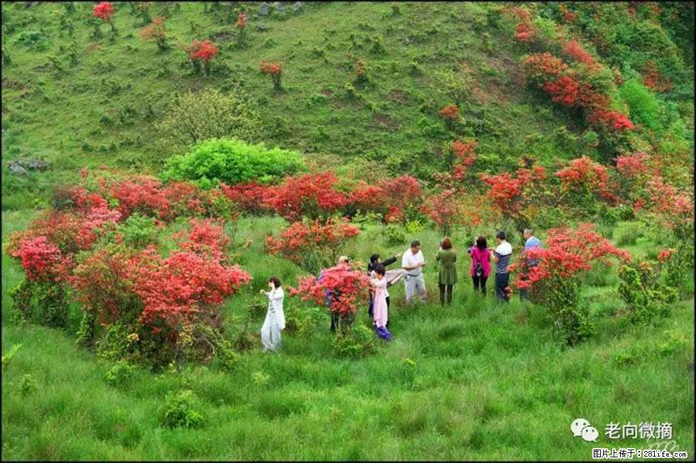 【春天，广西桂林灌阳县向您发出邀请！】宝盖山上映山红 - 游山玩水 - 阜阳生活社区 - 阜阳28生活网 fy.28life.net