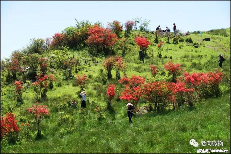 【春天，广西桂林灌阳县向您发出邀请！】宝盖山上映山红 - 游山玩水 - 阜阳生活社区 - 阜阳28生活网 fy.28life.net