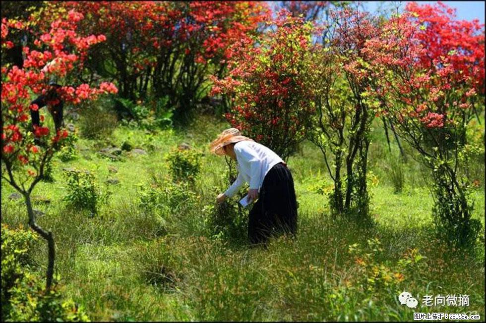 【春天，广西桂林灌阳县向您发出邀请！】宝盖山上映山红 - 游山玩水 - 阜阳生活社区 - 阜阳28生活网 fy.28life.net