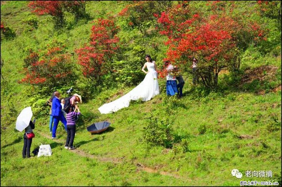【春天，广西桂林灌阳县向您发出邀请！】宝盖山上映山红 - 游山玩水 - 阜阳生活社区 - 阜阳28生活网 fy.28life.net