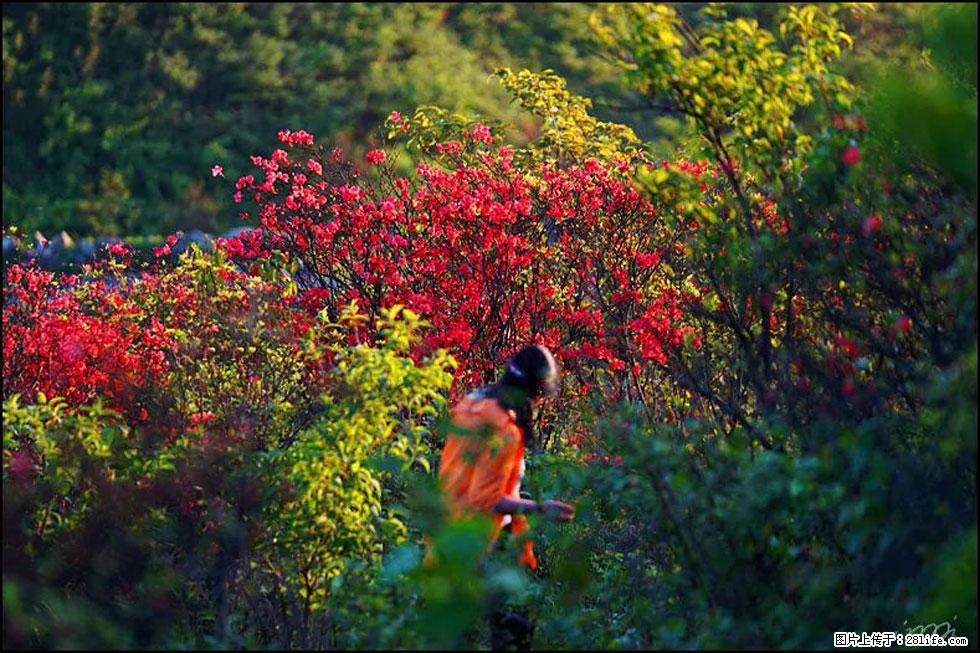 【春天，广西桂林灌阳县向您发出邀请！】春木界上映山红 - 游山玩水 - 阜阳生活社区 - 阜阳28生活网 fy.28life.net