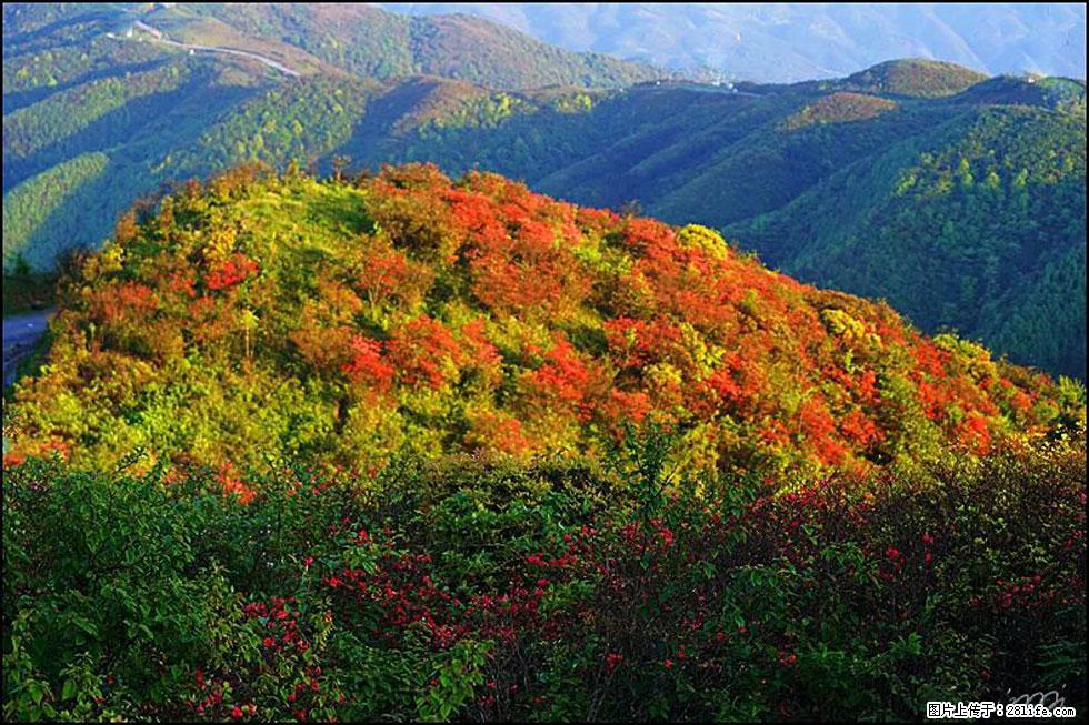 【春天，广西桂林灌阳县向您发出邀请！】春木界上映山红 - 游山玩水 - 阜阳生活社区 - 阜阳28生活网 fy.28life.net