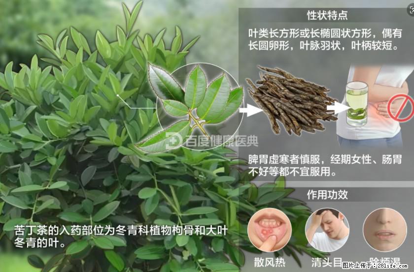 苦丁茶有哪些功效和作用 - 生活百科 - 阜阳生活社区 - 阜阳28生活网 fy.28life.net