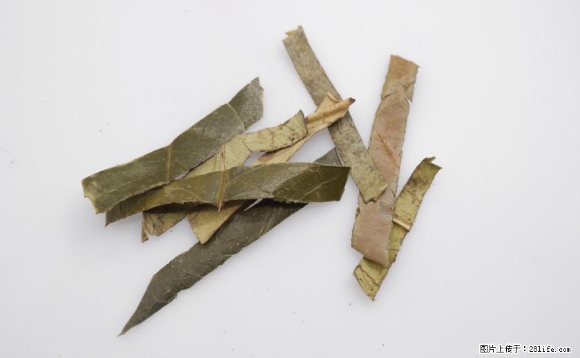 苦丁茶有哪些功效和作用 - 生活百科 - 阜阳生活社区 - 阜阳28生活网 fy.28life.net