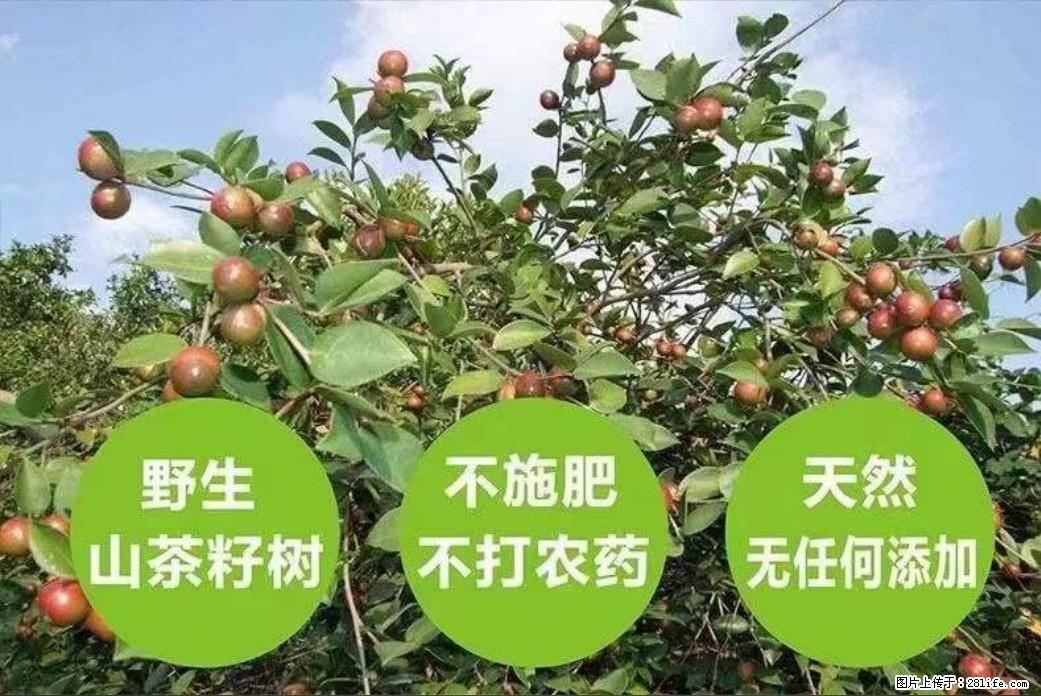 【灌阳县油茶产业示范区】一个有着充实的精神生活的人，对待身外之物自会有一种淡泊的态度 - 美食天地 - 阜阳生活社区 - 阜阳28生活网 fy.28life.net