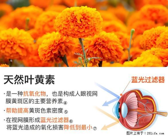 叶黄素有什么功效和作用 - 生活百科 - 阜阳生活社区 - 阜阳28生活网 fy.28life.net