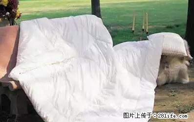 被子有异味？只要这样做，比晒太阳还强100倍！ - 家居生活 - 阜阳生活社区 - 阜阳28生活网 fy.28life.net
