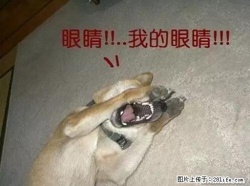 笑癫了！一女的怀孕三年未生，他终于忍不住了... - 娱乐八卦 - 阜阳生活社区 - 阜阳28生活网 fy.28life.net