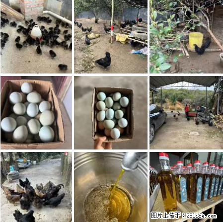 油茶园从小鸡仔开始养起的纯土鸡、土鸡蛋可以预定啦！还有前几天刚榨的纯山茶油哦 - 美食天地 - 阜阳生活社区 - 阜阳28生活网 fy.28life.net