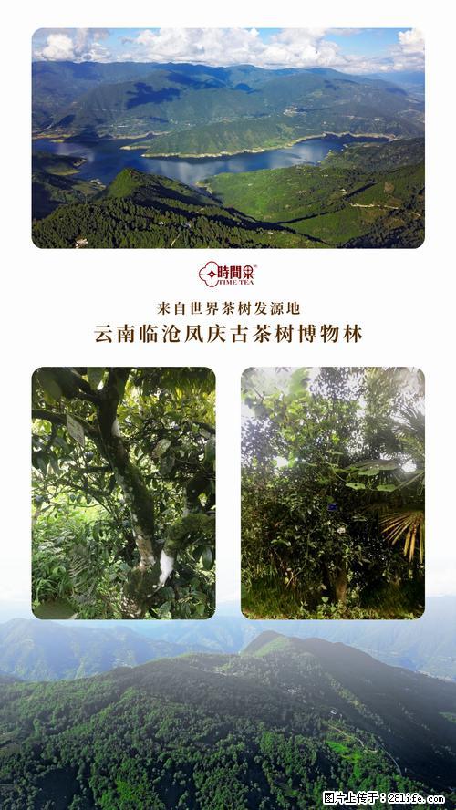 时间果百年古树2025年春红茶 - 购物交流 - 阜阳生活社区 - 阜阳28生活网 fy.28life.net