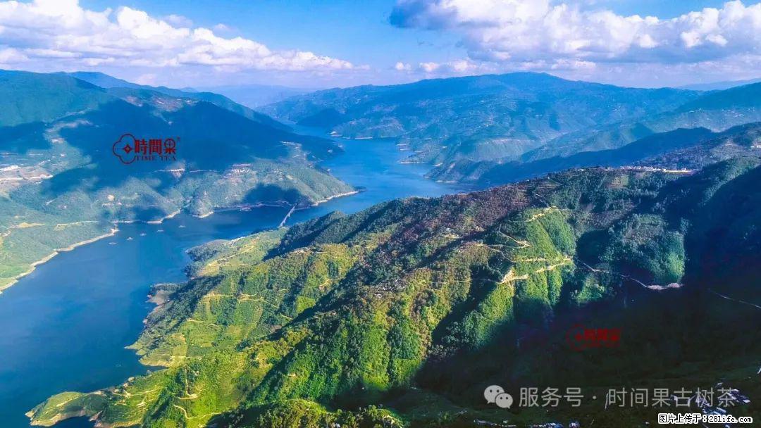 时间果百年古树龙珠普洱生茶 - 购物交流 - 阜阳生活社区 - 阜阳28生活网 fy.28life.net