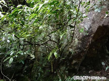 平乐石崖茶，珍贵仅次于金花茶 - 阜阳生活资讯 - 阜阳28生活网 fy.28life.net
