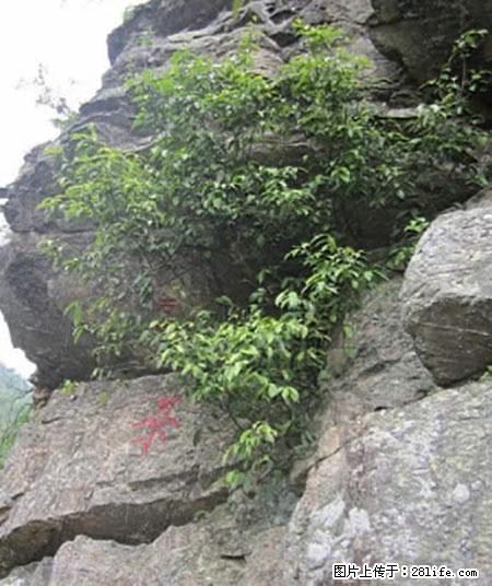 平乐石崖茶，珍贵仅次于金花茶 - 阜阳生活资讯 - 阜阳28生活网 fy.28life.net
