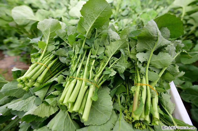 这些蔬菜是“天然钙片”，这6种被医生重点推荐 - 阜阳生活资讯 - 阜阳28生活网 fy.28life.net